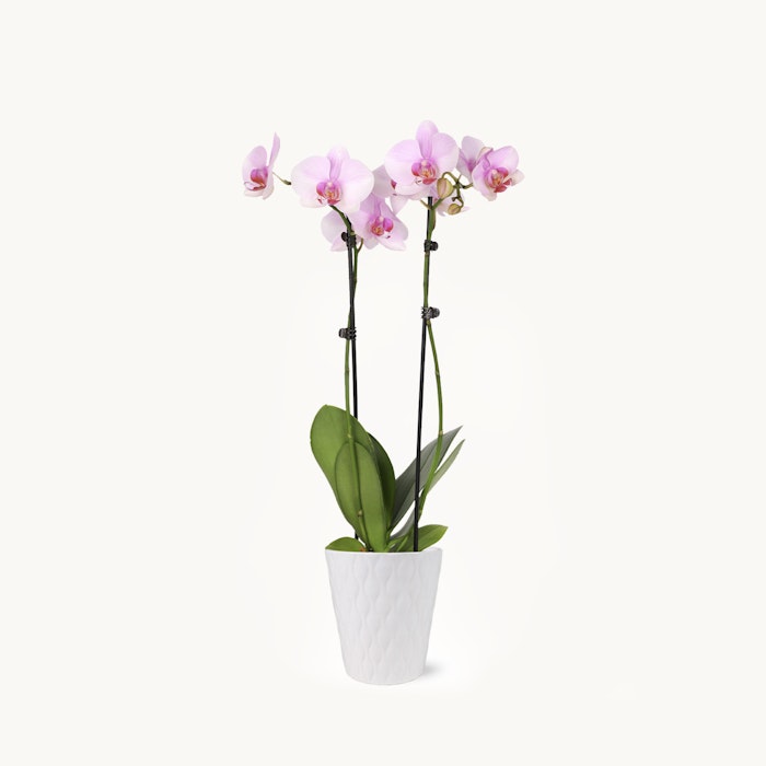 A delicate pink Phalaenopsis orchid with multiple blossoms on tall stems, presented in a simple white textured pot against a clean white background.