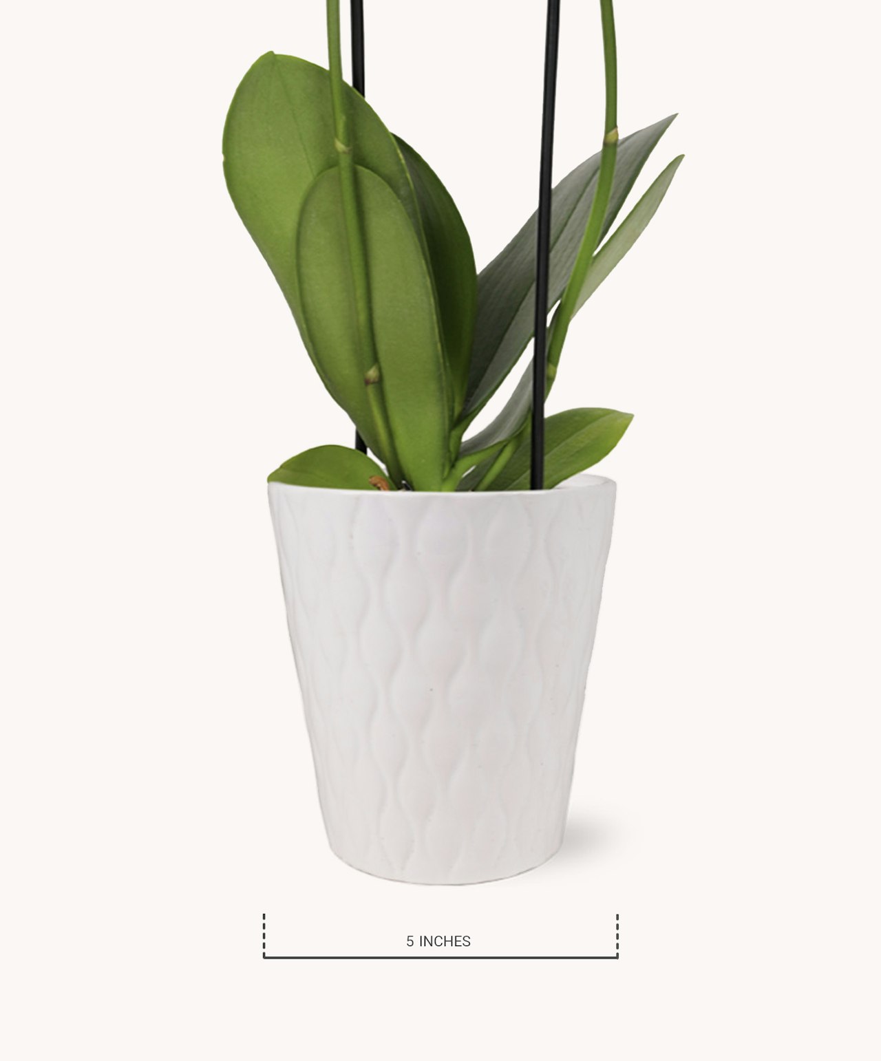 Elegant orchid plant in a textured white pot, measuring 5 inches tall, ideal for home decor.