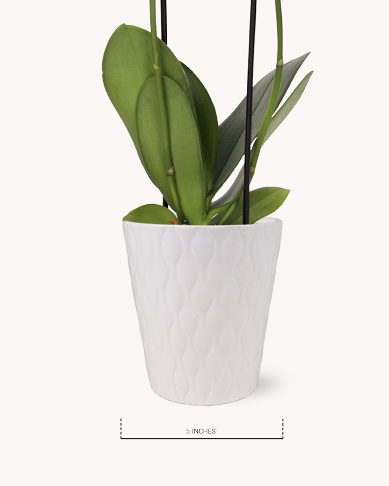 Potted indoor plant with green leaves in a white textured ceramic pot, isolated on a white background, with a measurement scale indicating size.