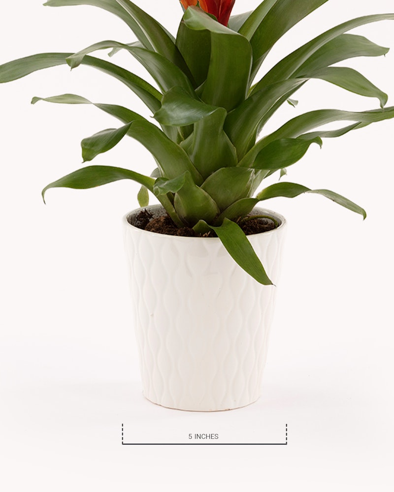 Green tropical plant with elongated leaves in a decorative white embossed pot, showcased against a neutral background, with a scale indicating the pot's size.