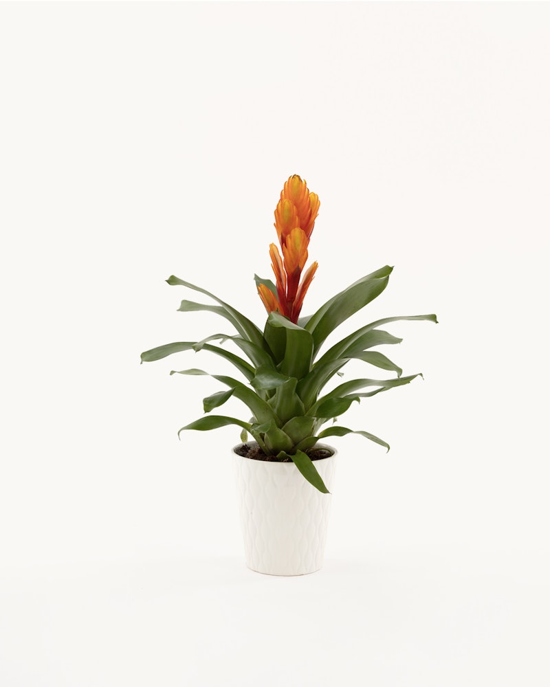 Vibrant orange bromeliad plant with lush green leaves potted in an elegant white textured pot, isolated on a clean white background for a minimalist aesthetic.