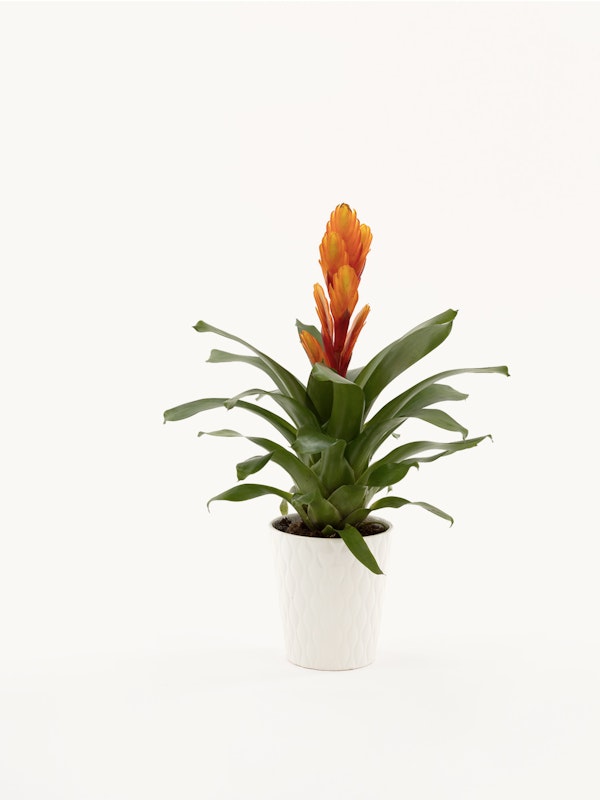 Vibrant orange bromeliad plant with lush green leaves potted in an elegant white textured pot, isolated on a clean white background for a minimalist aesthetic.