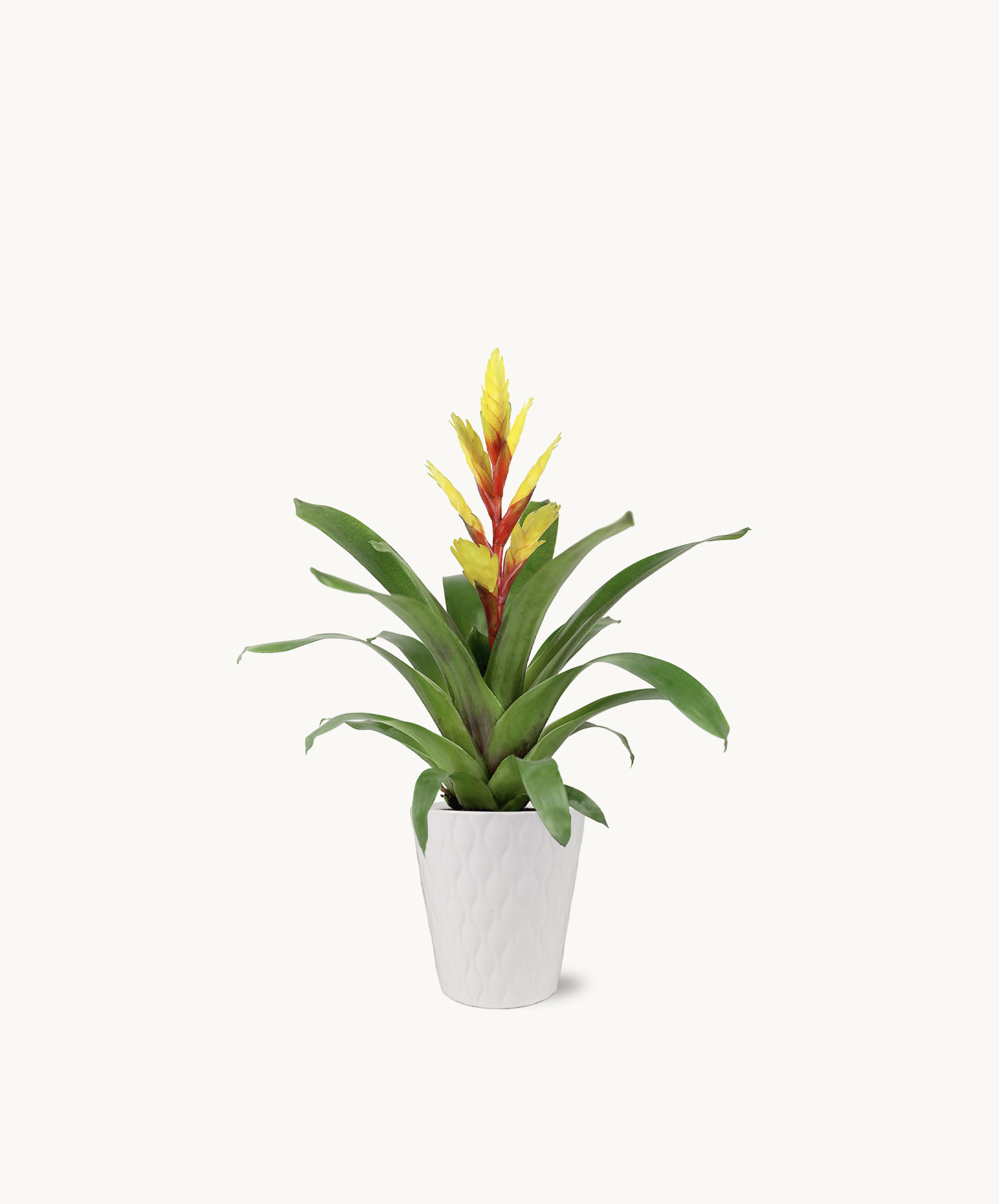 Vibrant bromeliad plant with striking yellow and red blooms in a stylish white pot.