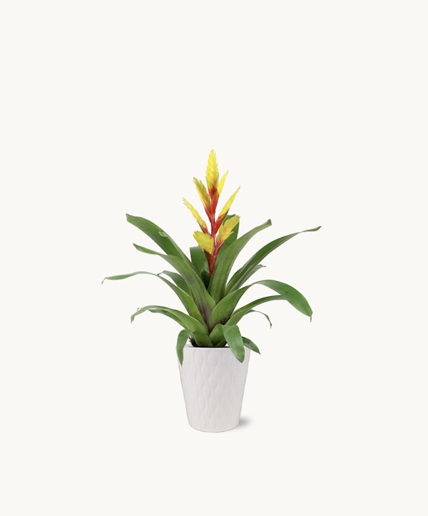Vibrant Guzmania bromeliad with yellow and red flower spike in a white textured pot on a clean white background, ideal for modern home or office decor.