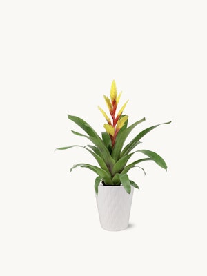 Vibrant bromeliad plant with striking yellow and red blooms in a stylish white pot.