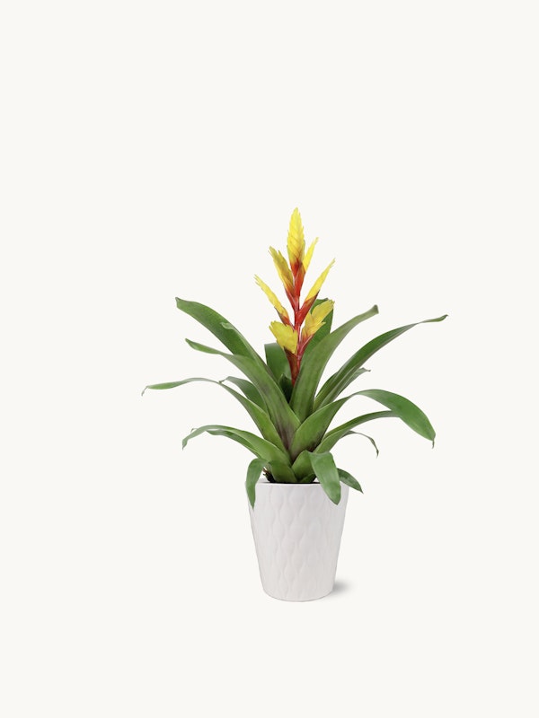 Vibrant Guzmania bromeliad with yellow and red flower spike in a white textured pot on a clean white background, ideal for modern home or office decor.
