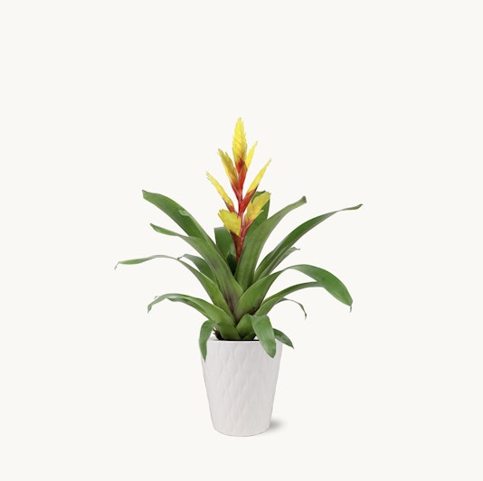 Vibrant bromeliad plant with striking yellow and red blooms in a stylish white pot.