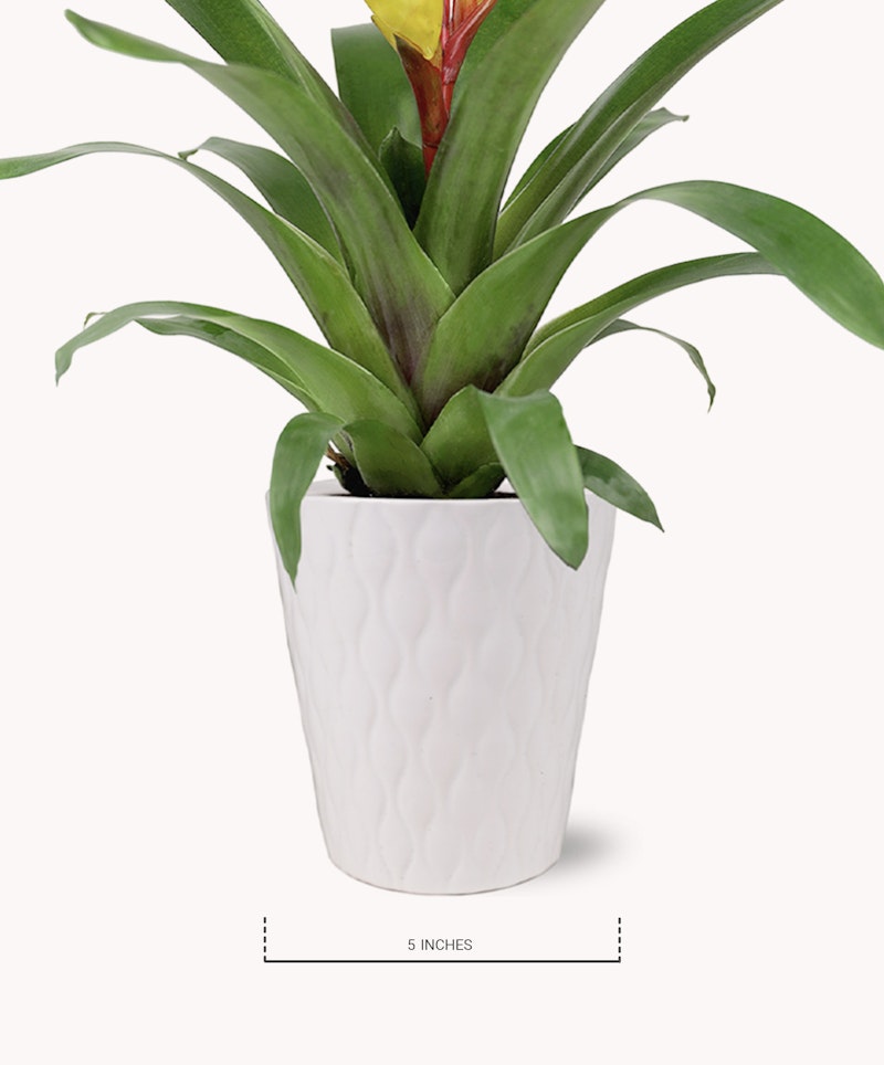A vibrant green potted plant with long leaves and a red bloom, housed in a white textured pot, against a seamless white background, with a scale indicating 5 inches.