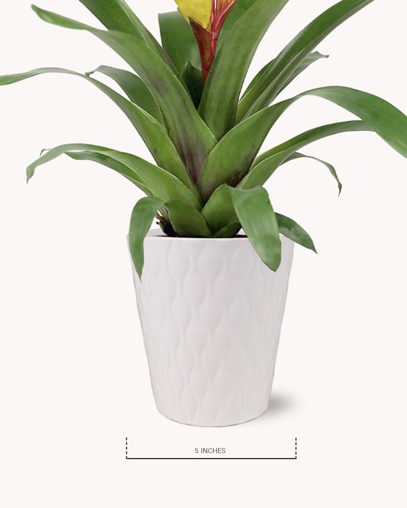 A vibrant green potted plant with long leaves and a red bloom, housed in a white textured pot, against a seamless white background, with a scale indicating 5 inches.