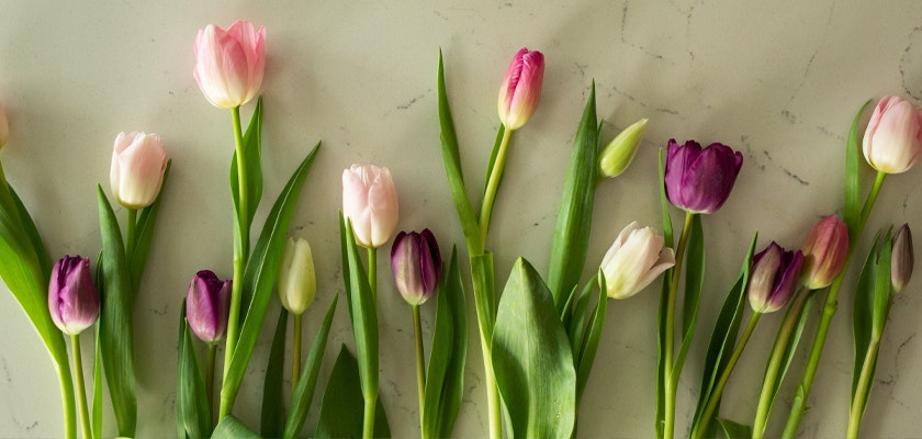 Vibrant tulip arrangement featuring pink, purple, and white blooms on a light marble surface.