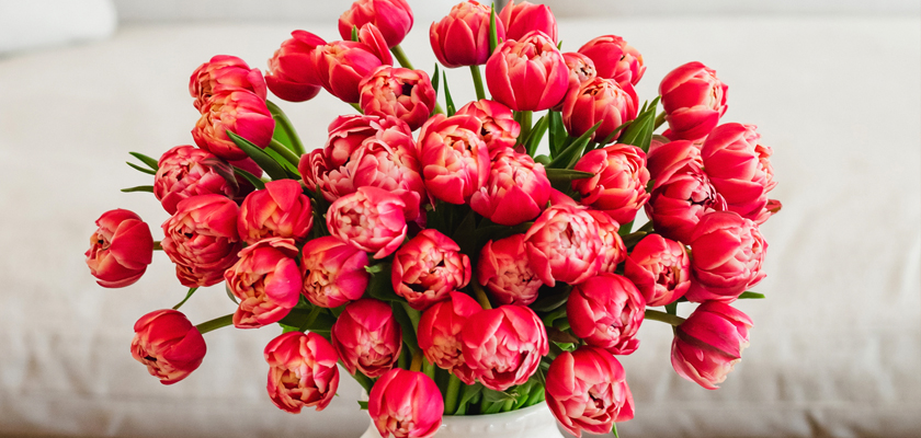 Vibrant bouquet of pink tulips overflowing in a stylish white vase, ideal for gifts.