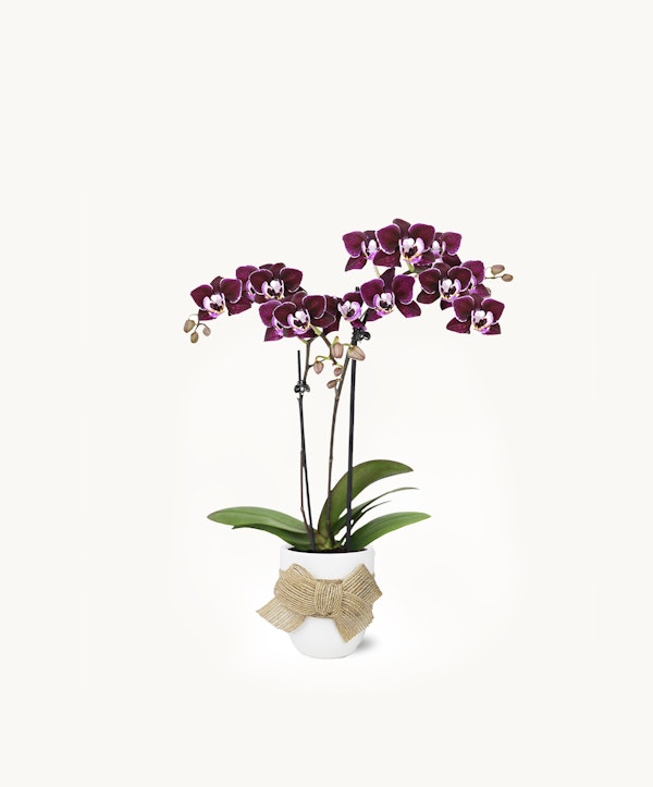 A potted blooming purple Phalaenopsis orchid with a decorative bow, against a clean white background, displaying a stunning combination of vibrant petals and green leaves.