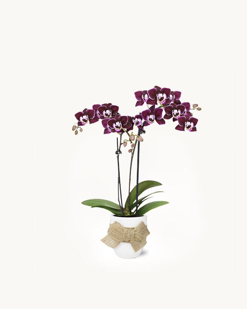 A potted blooming purple Phalaenopsis orchid with a decorative bow, against a clean white background, displaying a stunning combination of vibrant petals and green leaves.