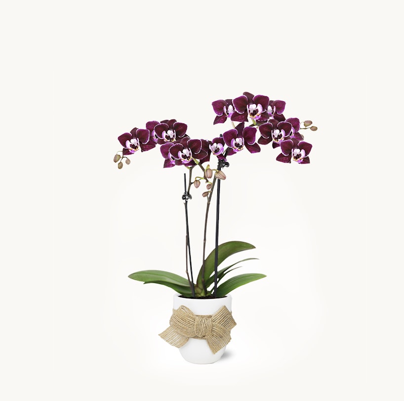 A potted blooming purple Phalaenopsis orchid with a decorative bow, against a clean white background, displaying a stunning combination of vibrant petals and green leaves.