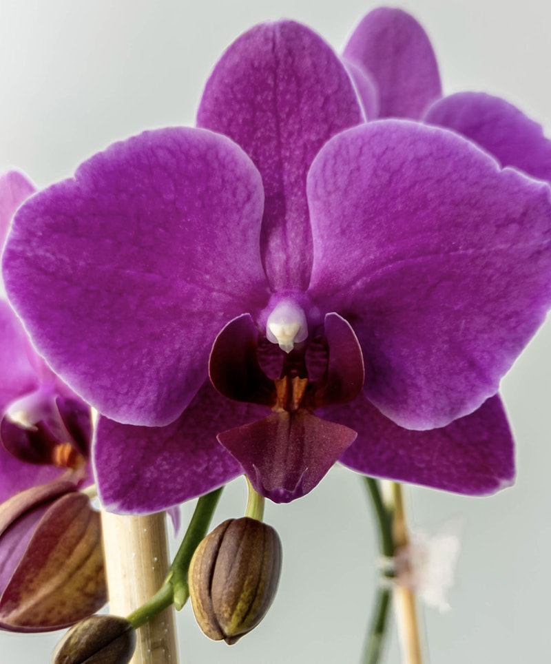 Vibrant purple orchid blooms with delicate textures in focus, showcasing a gradient of pink to deep violet, with unopened buds and a soft grey background.