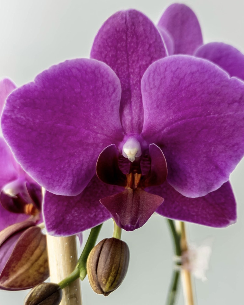Vibrant purple orchid blooms with delicate textures in focus, showcasing a gradient of pink to deep violet, with unopened buds and a soft grey background.