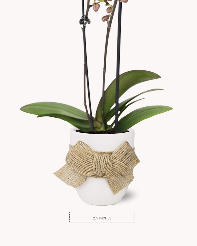 Elegant blooming orchid in a white pot adorned with a decorative burlap bow, displayed against a clean white background with a scale measurement for reference.