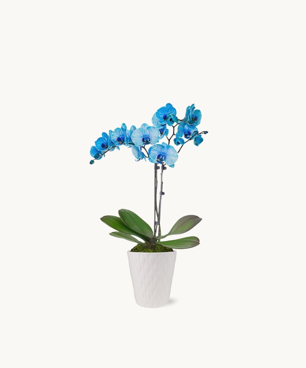 Vibrant blue artificial orchid with green leaves in a white textured pot, isolated on a white background, perfect for elegant indoor decoration.