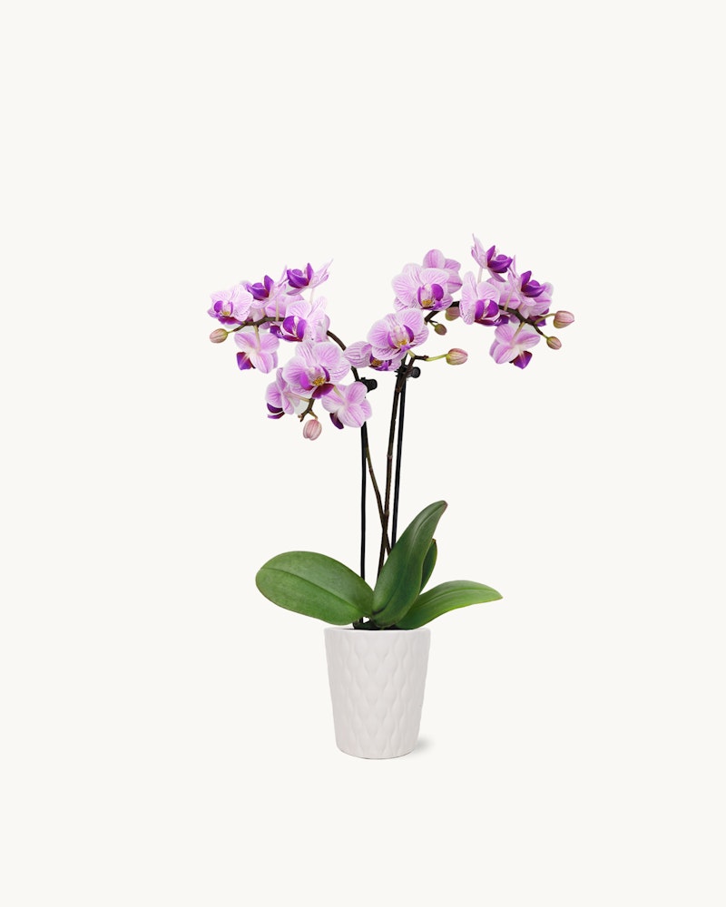 Potted purple orchid with vibrant blooms and green leaves displayed in a white textured planter against a clean white background, perfect for brightening up indoor spaces.