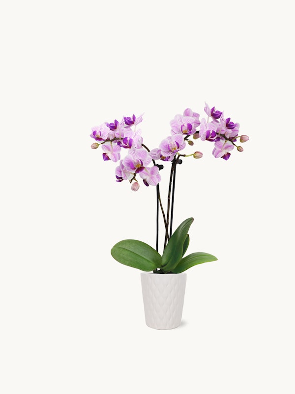 Potted purple orchid with vibrant blooms and green leaves displayed in a white textured planter against a clean white background, perfect for brightening up indoor spaces.