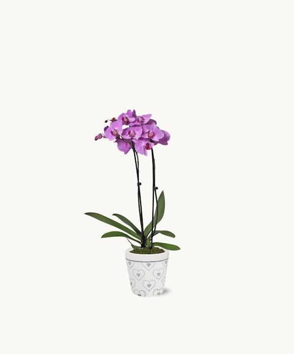A vibrant purple orchid with green leaves in a white decorative pot against a plain white background, showcasing the plant's natural beauty and elegance.