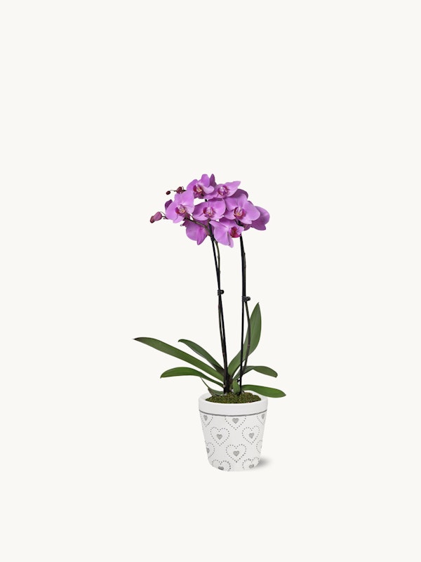 A vibrant purple orchid with green leaves in a white decorative pot against a plain white background, showcasing the plant's natural beauty and elegance.