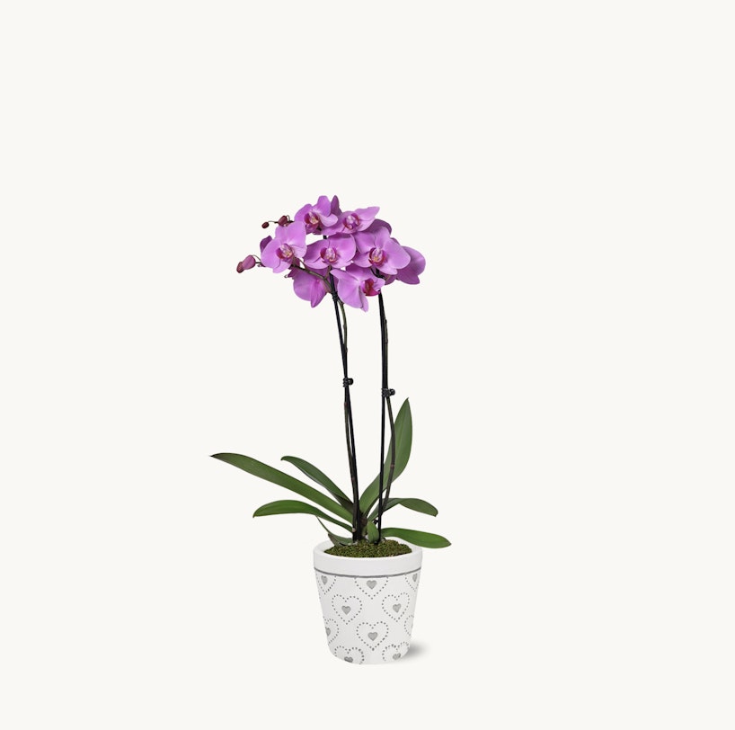 A vibrant purple orchid with green leaves in a white decorative pot against a plain white background, showcasing the plant's natural beauty and elegance.