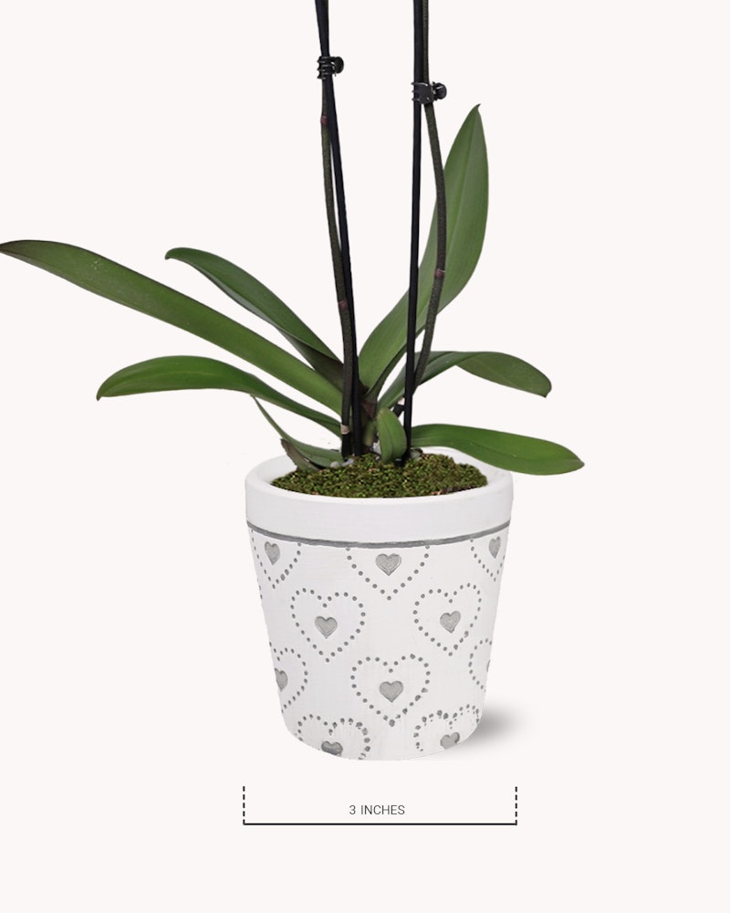 Potted orchid with vibrant green leaves in a white decorative planter with heart patterns, standing against a clean white background with a label indicating "3 INCHES."