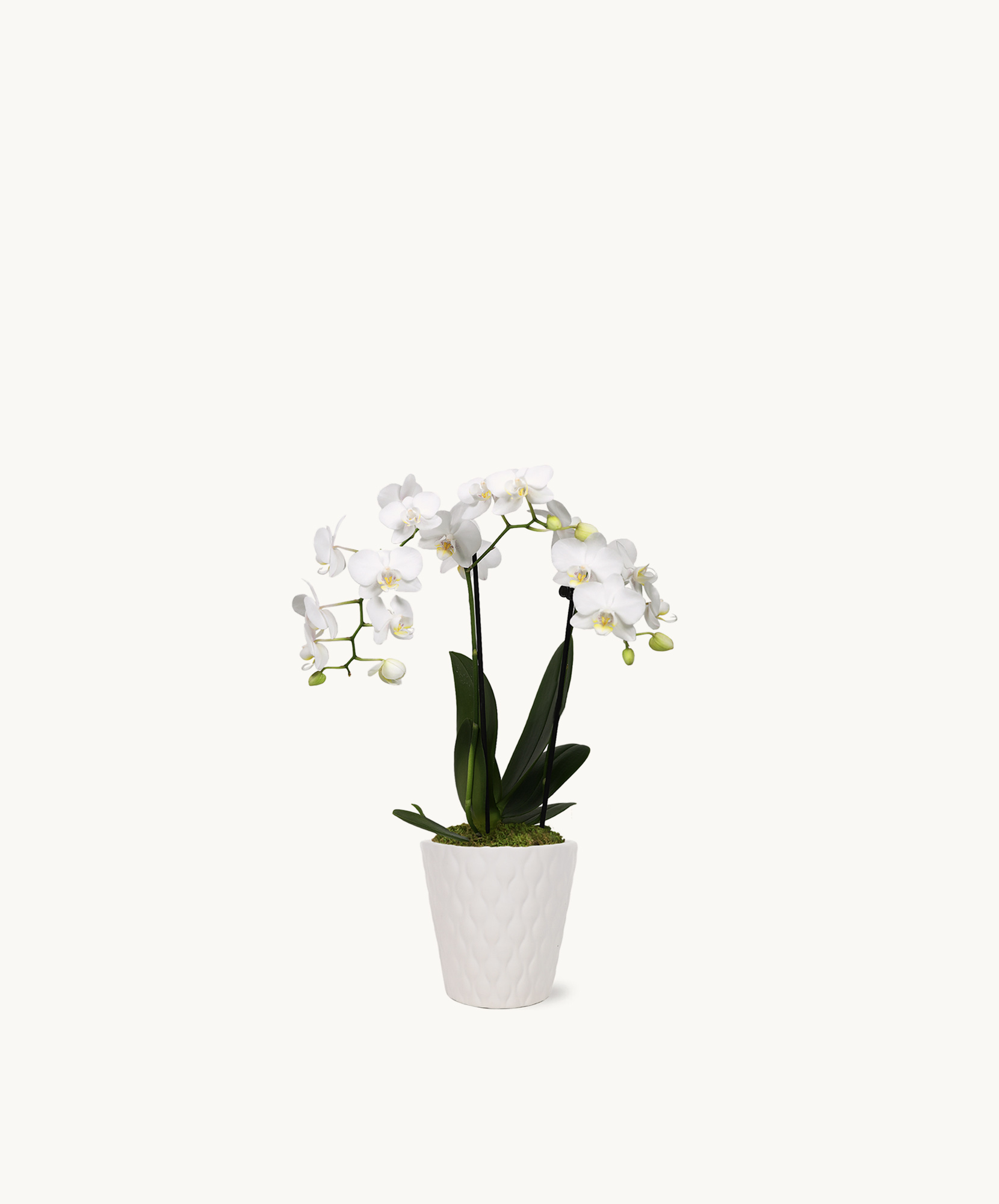 Elegant white orchids in a textured ceramic pot, perfect for home décor or gifts.