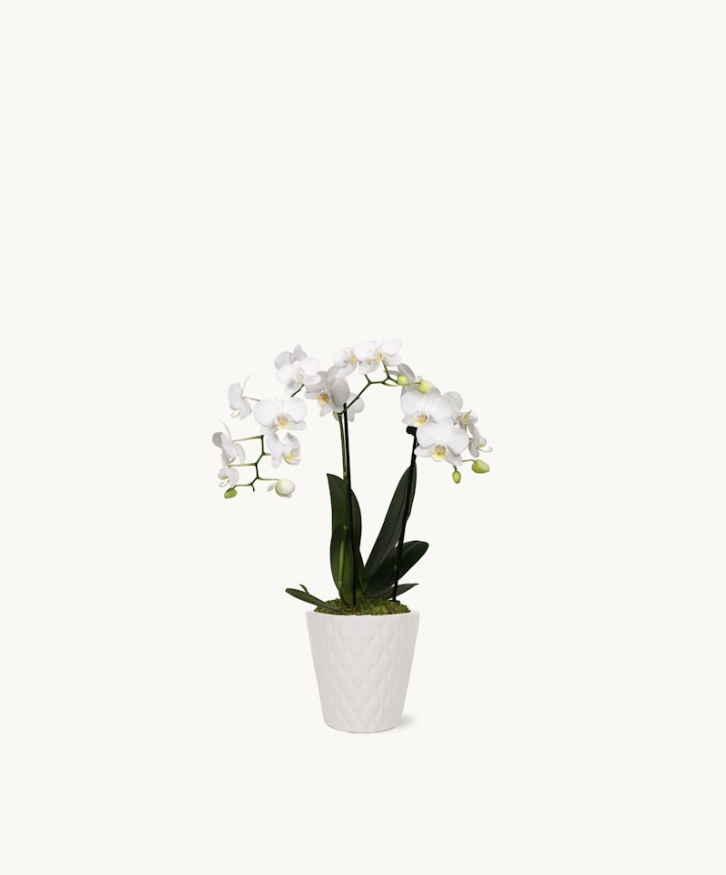 Elegant white orchid plant with multiple blossoms on arching stems in a decorative white textured pot against a clean and simple white background.
