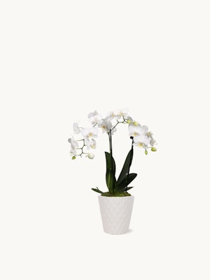 Elegant white orchids in a textured ceramic pot, perfect for home décor or gifts.
