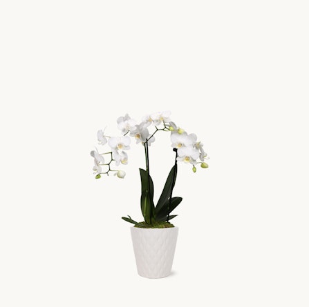 Elegant white orchids in a textured ceramic pot, perfect for home décor or gifts.