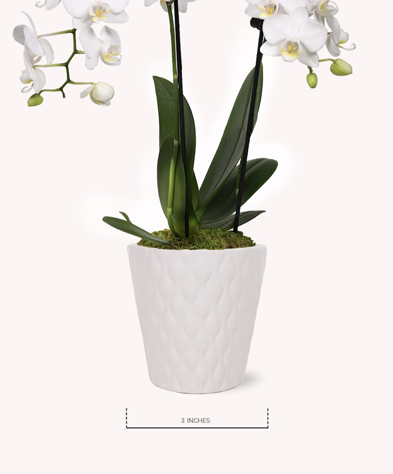 Elegant white orchid with lush green leaves and multiple blossoms, potted in a textured white ceramic vase, displayed against a neutral background with size reference.