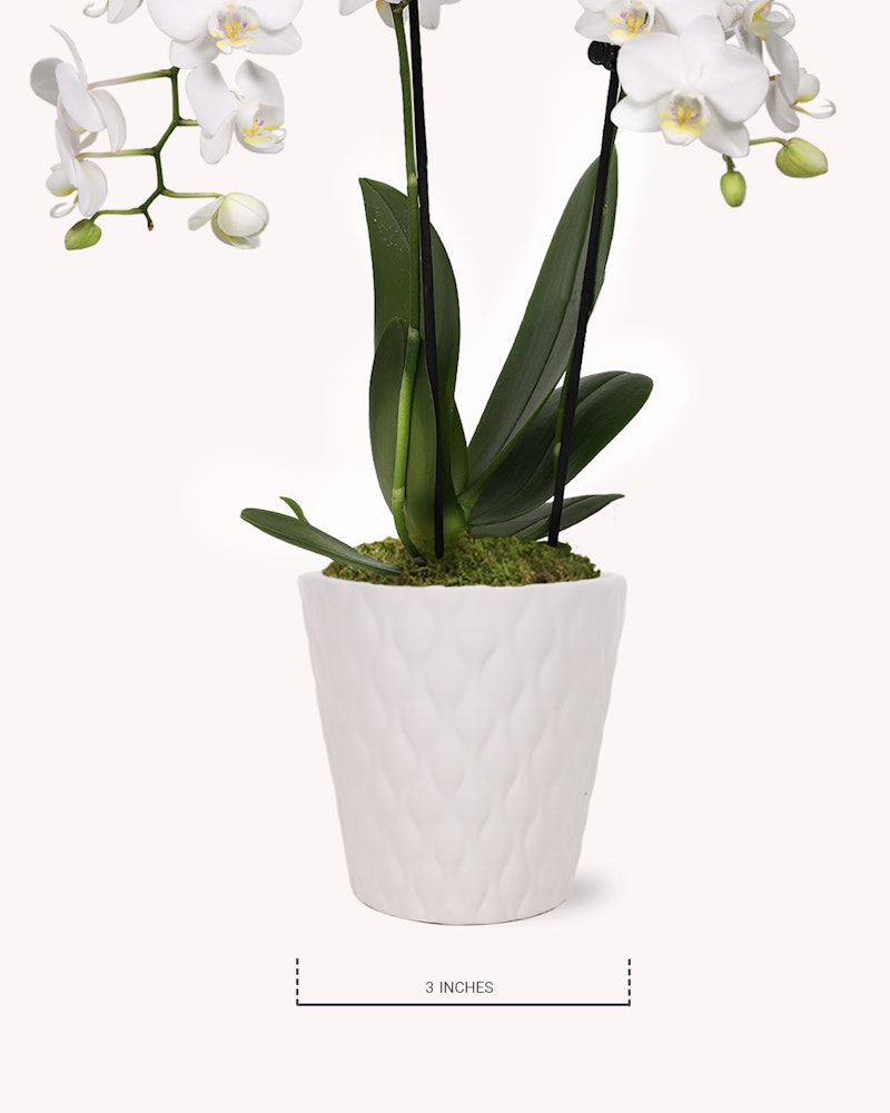 Elegant white orchid with lush green leaves and multiple blossoms, potted in a textured white ceramic vase, displayed against a neutral background with size reference.