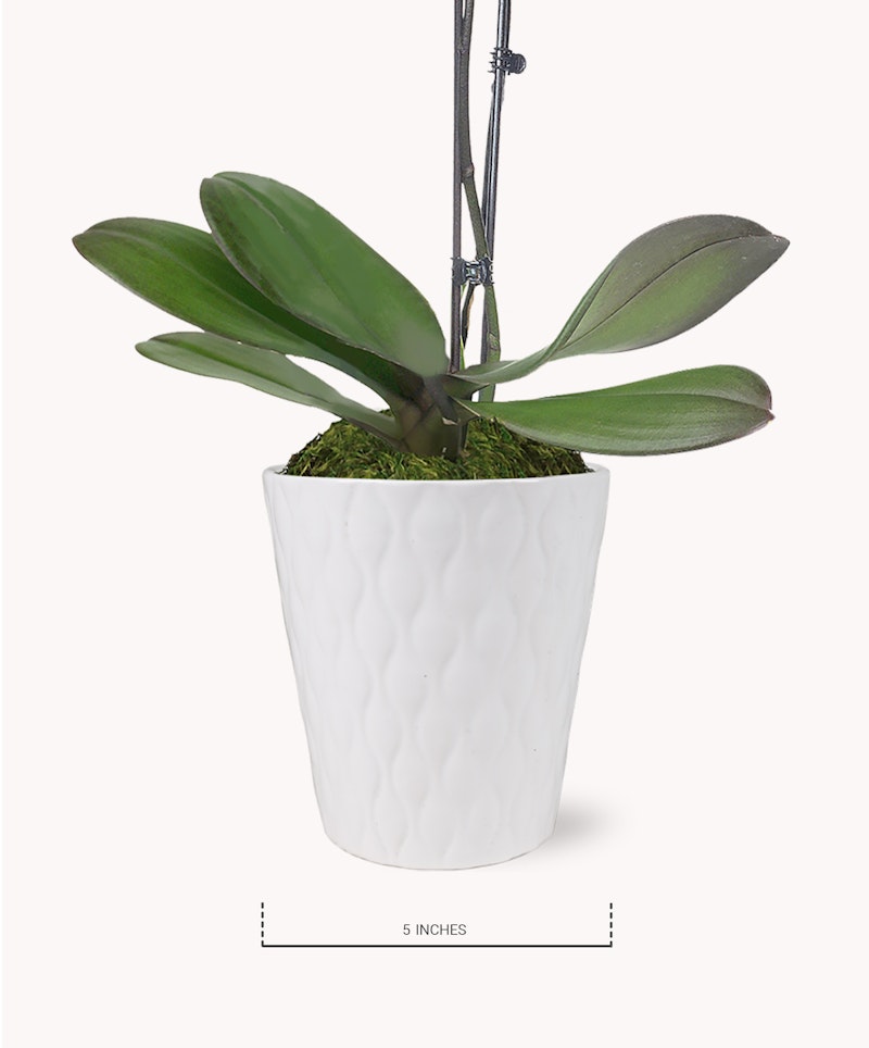 Orchid plant with lush green leaves in a white textured pot, displayed on a white background, with a height indication of 5 inches below the pot.