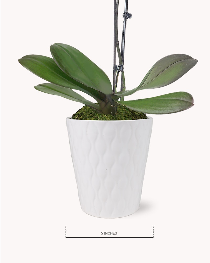 Orchid plant with lush green leaves in a white textured pot, displayed on a white background, with a height indication of 5 inches below the pot.