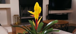 Bright yellow bromeliad plant on coffee table in a cozy living room with a fireplace, modern furniture, and a flat-screen TV in the background.