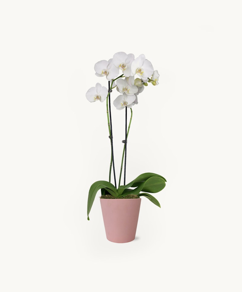 Elegant white orchid with multiple blooms in a soft pink pot against a clean, white background, showcasing the beauty and simplicity of the plant.