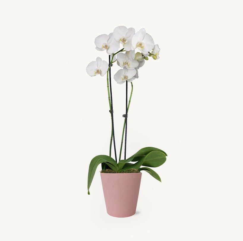 Elegant white orchid with multiple blooms in a soft pink pot against a clean, white background, showcasing the beauty and simplicity of the plant.