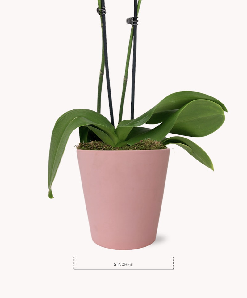 Green potted houseplant hanging by black cords in a pastel pink pot, against a white background, with a label indicating the pot size as 5 inches.