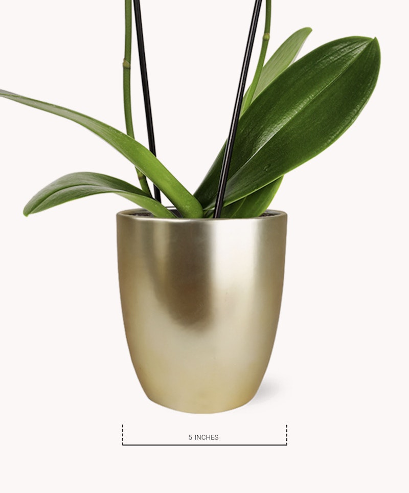 Elegant indoor plant with shiny green leaves potted in a sleek gold vase against a white background, with a measurement indication showing height as 5 inches.