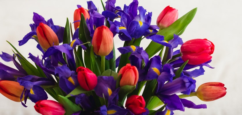 Vibrant bouquet featuring pink tulips and deep purple irises, perfect for spring celebrations.