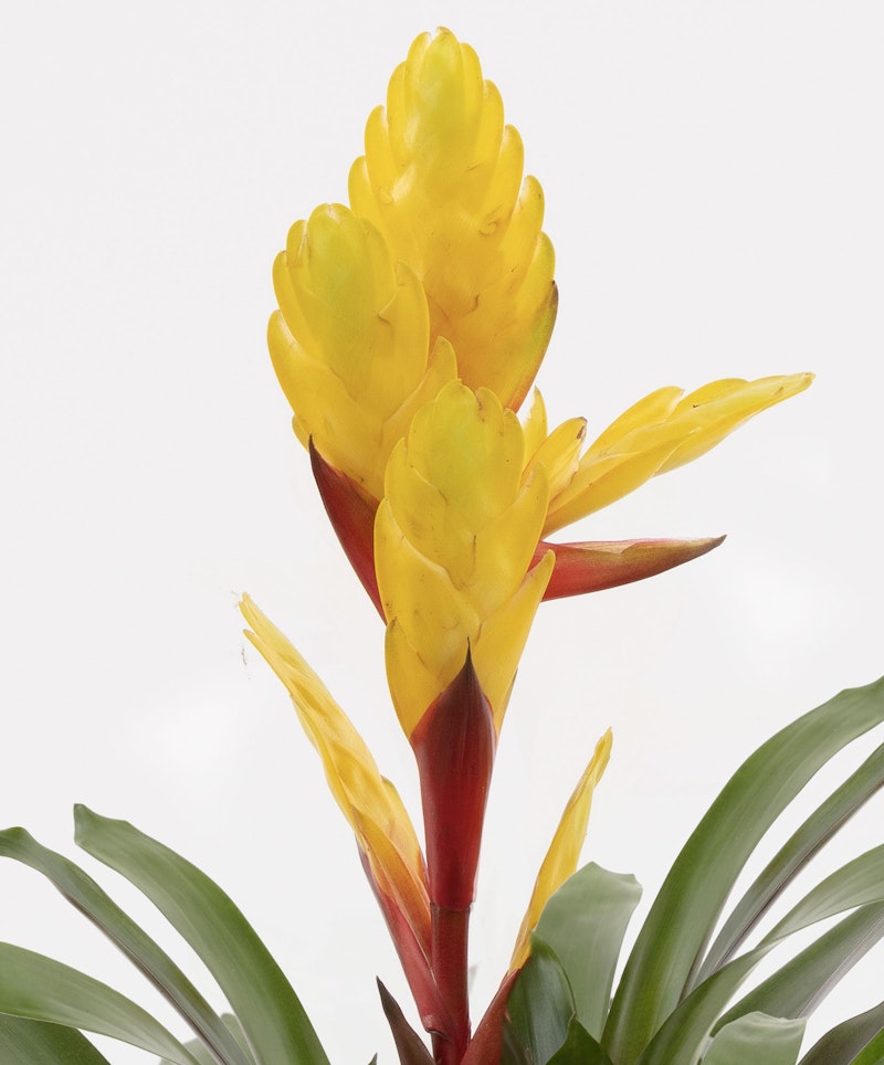 Vibrant yellow bromeliad flower with lush green leaves and a striking red stem, isolated against a clean white background, showcasing the tropical plant's beauty.