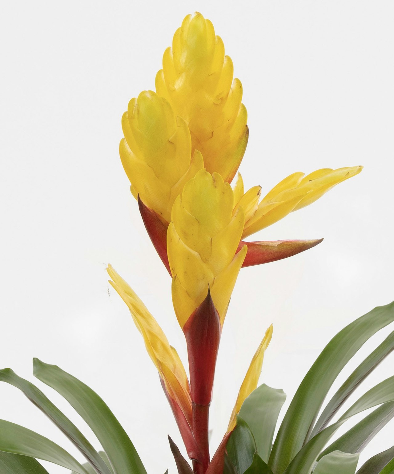 Vibrant yellow ginger flower with lush green leaves, adding tropical elegance to any space.