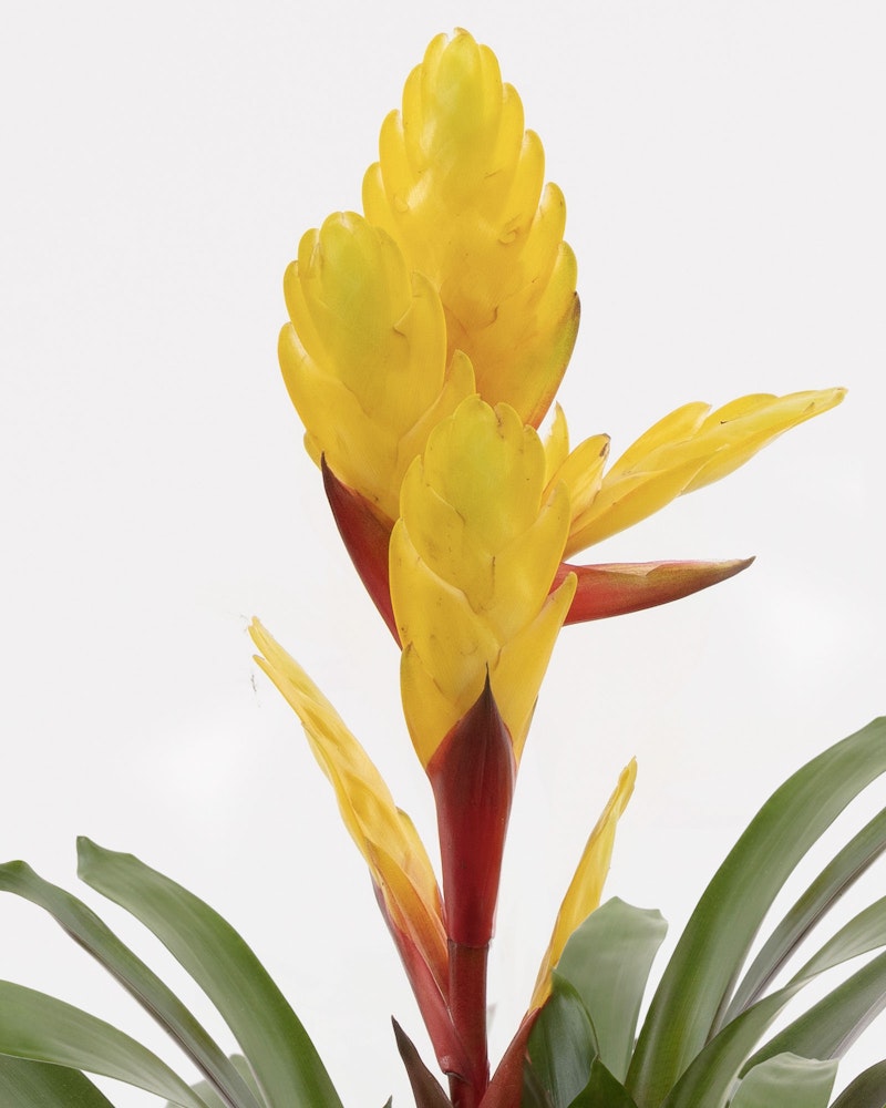 Vibrant yellow bromeliad flower with lush green leaves and a striking red stem, isolated against a clean white background, showcasing the tropical plant's beauty.