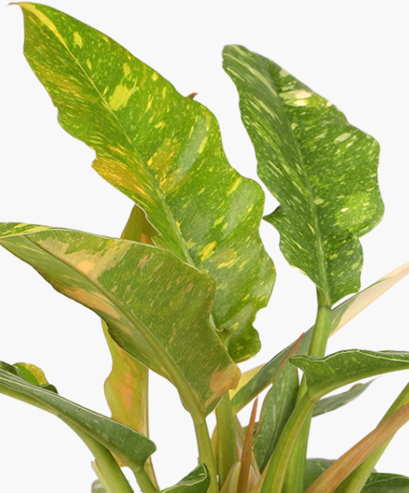 Lush dieffenbachia plant with large green and yellow variegated leaves against a white background, illustrating a popular tropical houseplant for indoor decor.