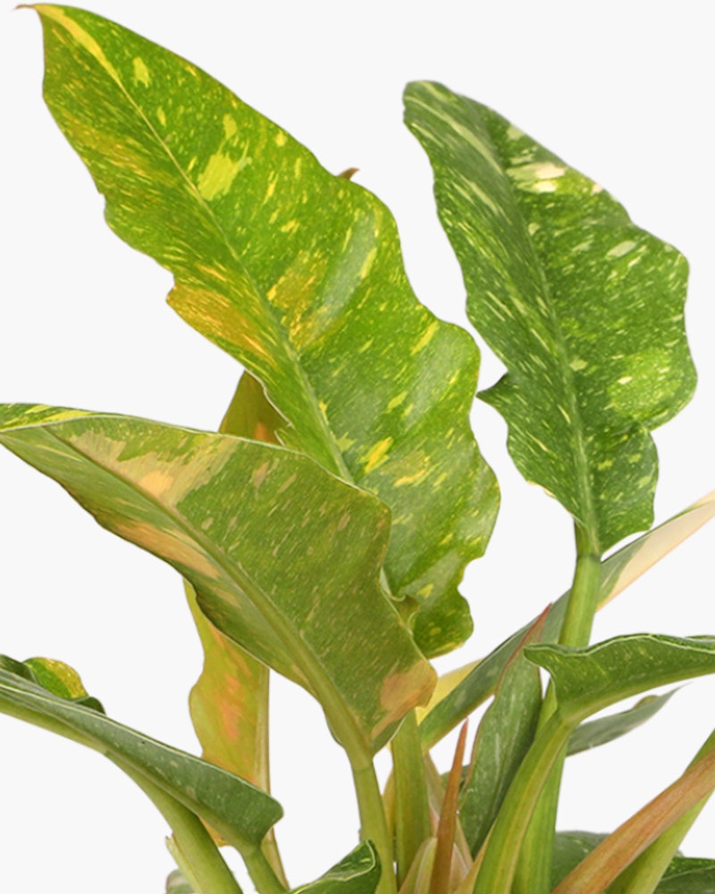 Lush dieffenbachia plant with large green and yellow variegated leaves against a white background, illustrating a popular tropical houseplant for indoor decor.