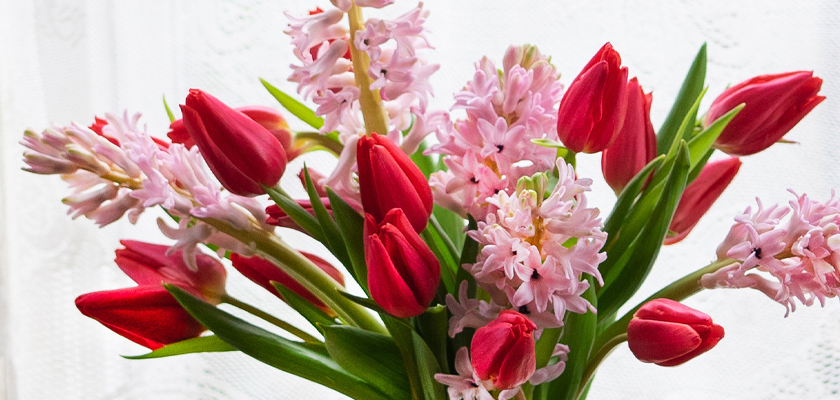 Vibrant bouquet of red tulips and pink hyacinths, perfect for spring celebrations.