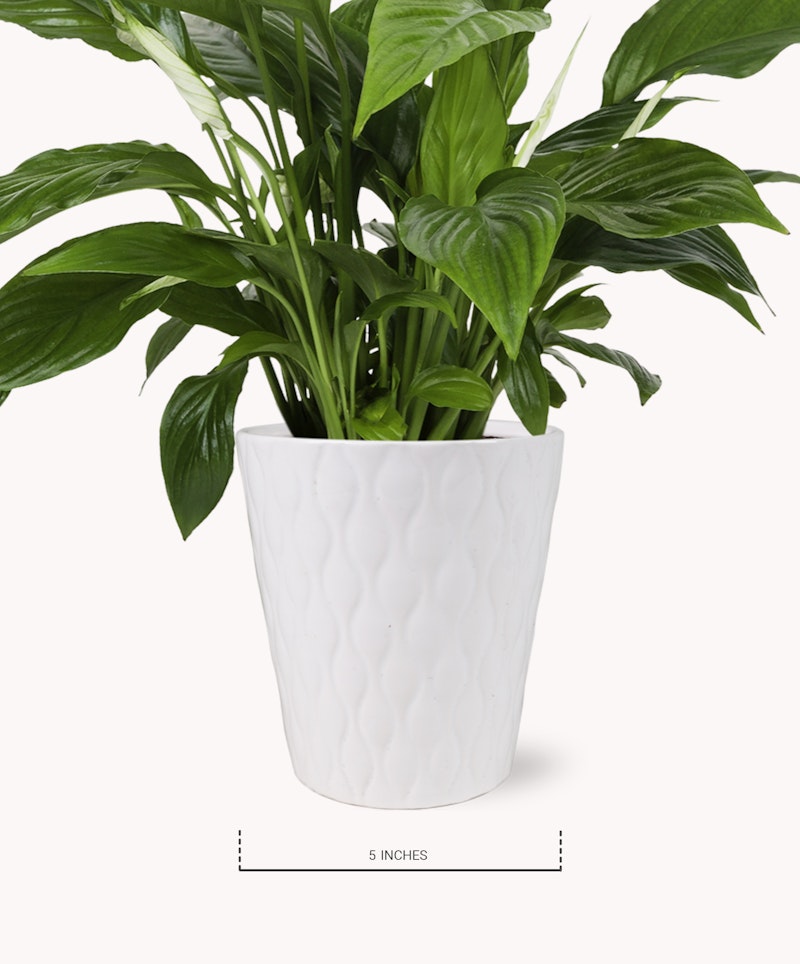 Lush green peace lily plant with vibrant leaves in a white textured planter against a clean background, with the planter's height marked as 5 inches.