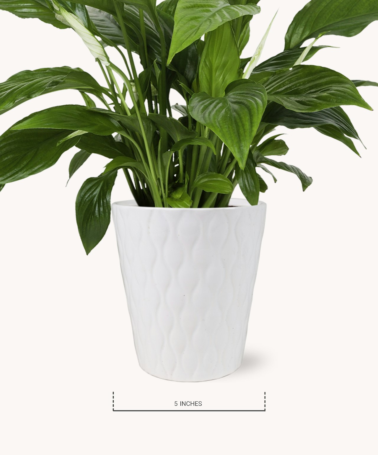 Lush green peace lily in a textured white pot, perfect for indoor decor and air purification.